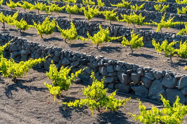 Grapevine on black volcanic soil in vineyards of La Geria, Lanzarote, Canary Islands, Spain