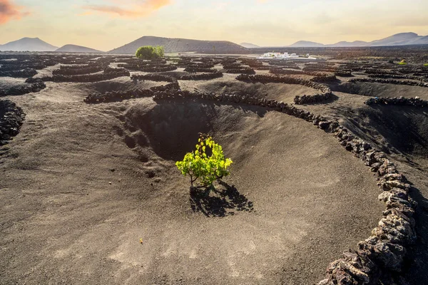 Grapevine on black volcanic soil in vineyards of La Geria, Lanzarote, Canary Islands, Spain