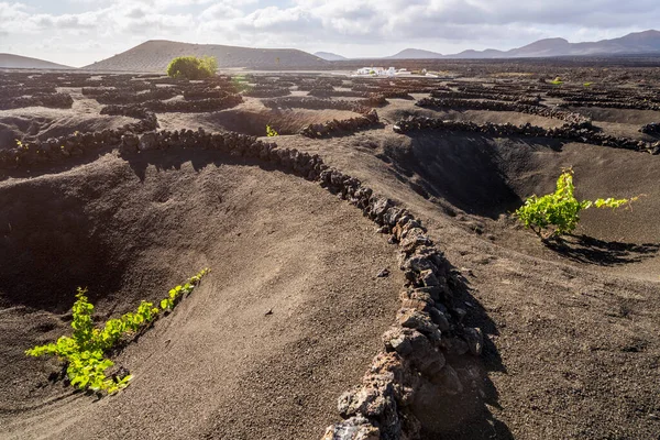 Grapevine on black volcanic soil in vineyards of La Geria, Lanzarote, Canary Islands, Spain