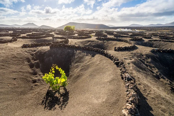 Grapevine on black volcanic soil in vineyards of La Geria, Lanzarote, Canary Islands, Spain