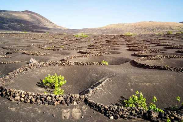 Grapevine on black volcanic soil in vineyards of La Geria, Lanzarote, Canary Islands, Spain