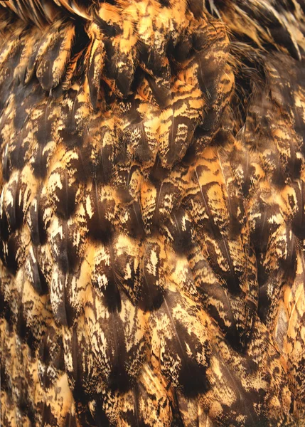 Owl feather texture — Stock Photo, Image