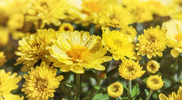 Beautiful Garden Chrysanthemum Culture Blooming Autumn Landscape Gardening — Stock Photo, Image