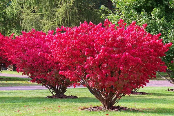 Őszi Park Töredéke Szárnyas Euonymus Compactus Egy Évelő Cserje Amely Jogdíjmentes Stock Fotók