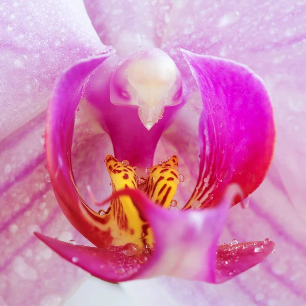 羽ばたき蝶 マクロとして知られている美しい紫色の頭状花の蘭の花 — ストック写真