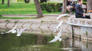 Rivne, Ukrayna - 04 Mayıs 2019: Şehir merkezinde bir göl parçası. Martılar suyun üzerinde uçar..