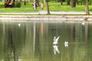Ukrayna 'nın Rivne şehrinin merkezinde bir gölün parçası. Sudaki siyah başlı martılar, yuvarlak başlı ve ince gagalı zarif martılardır..