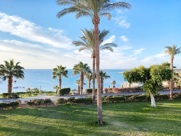 Zonnig Resort Strand Met Palmbomen Aan Rode Zee Sharm Sheikh — Stockfoto