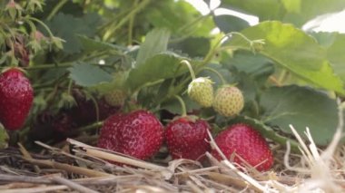 Yaprakların arasındaki dalların üzerindeki çileklere yakından bak. Bahçeden lezzetli meyveler, organik böğürtlenler. Çilek toplama çiftliği