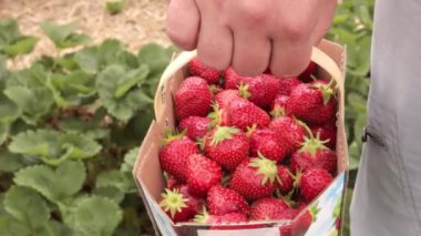 Kırmızı çilek dolu kağıt sepetin yakın görüntüsü. Organik meyveler. Yeni taze kırmızı çilek hasadı, toprakta yetişiyor, olgun çilekleri hasat ediyor.