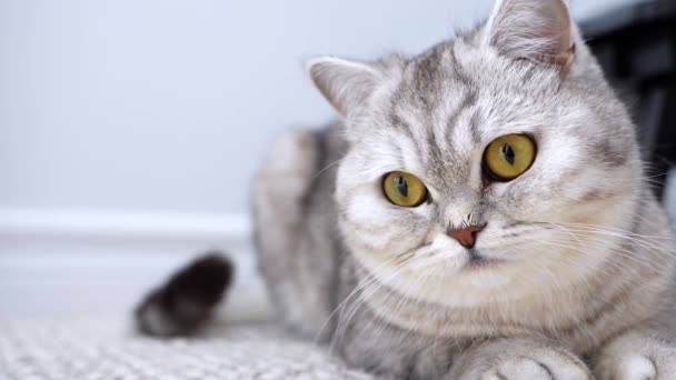 Симпатичный коротковолосый светло-серый кот с ярко-желтыми глазами, лежащий расслабленный на ковре, оглядывающийся вокруг. Сонное и ленивое настроение. Закрыть — стоковое видео