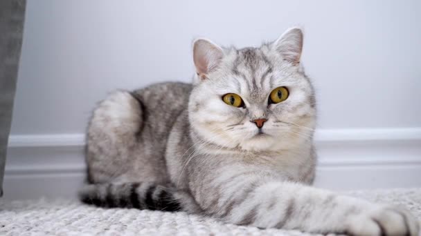 밝은 노란색 눈을 가진 귀엽고 짧은 털을 가진 회색 회색 고양이가 카펫 위에 발을 쭉 뻗은 채 편안하게 누워 카메라와 눈을 응시하고 있다. 졸린 기분 과게으른 기분. 닫아 — 비디오