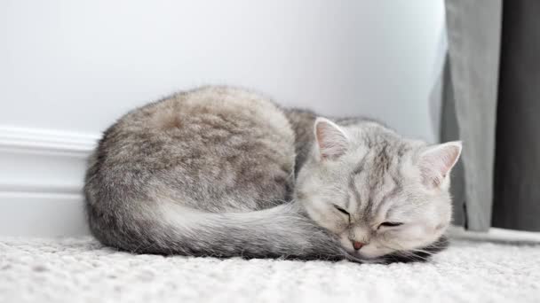 En söt korthårig ljusgrå katt med klargula ögon som ligger avslappnad på mattan och sover med huvudet på svansen. Sömnig och lat. Närbild — Stockvideo