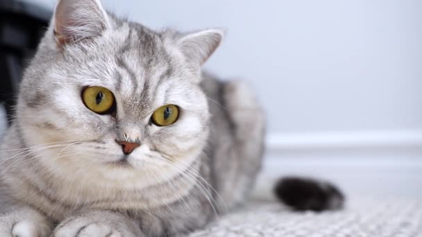 Cute Short Haired Light Gray Cat Bright Yellow Eyes Lying — Stockvideo