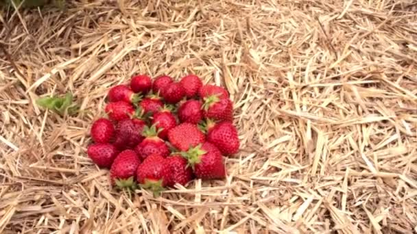Căpșuni Roșii Inima Crengi Printre Frunziș Fructe Delicioase Din Grădină — Videoclip de stoc
