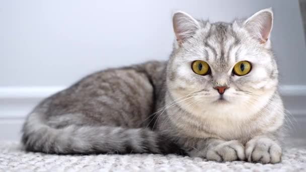 Cute Short Haired Light Gray Cat Bright Yellow Eyes Lying — ストック動画