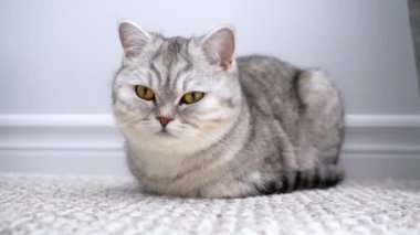 Şirin, kısa saçlı, açık gri gözlü parlak sarı gözlü, halının üzerinde rahatça uzanan, rahat ve kapalı gözlü bir kedi. Uykulu ve tembel ruh hali. Kapat.