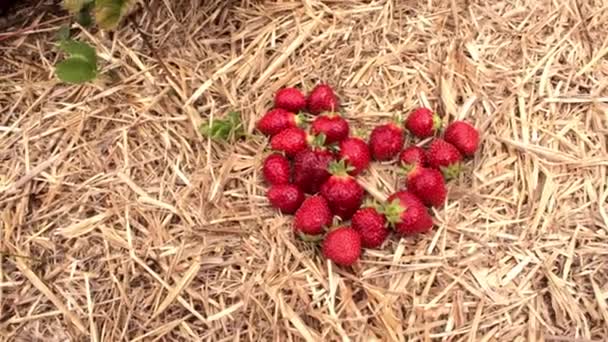 Red Strawberries Heart Twigs Foliage Hand Shaped Heart Strawberry Delicious — Wideo stockowe