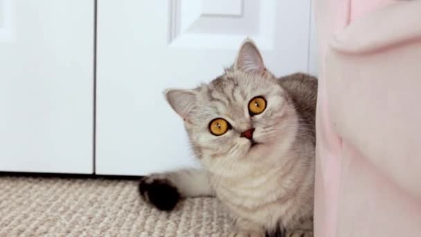 Cute Short Haired Light Gray Cat Yellow Eyes Looking Run — Stockvideo