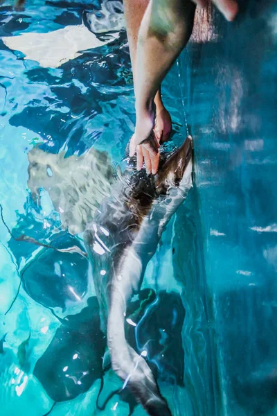 Hands touching jumped out of water cramp fish in aquarium. Stingray is looking out of blue water in aquarium