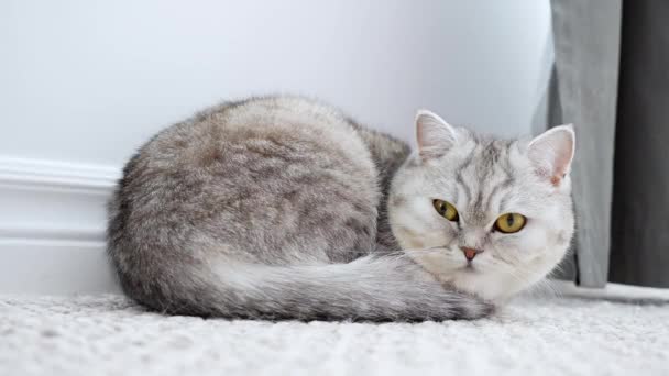Cute Short Haired Light Gray Cat Bright Yellow Eyes Lying — 비디오