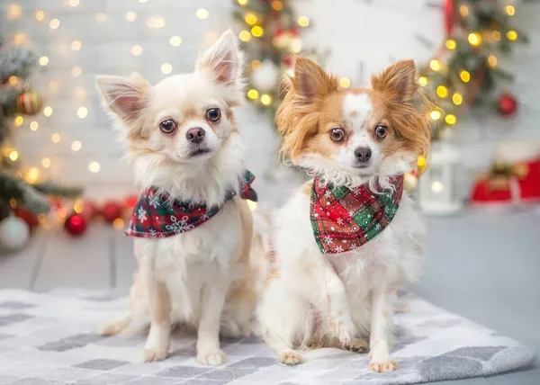 Noel 'de Chihuahua süslenmiş bir Noel ağacının arkasında duruyor.
