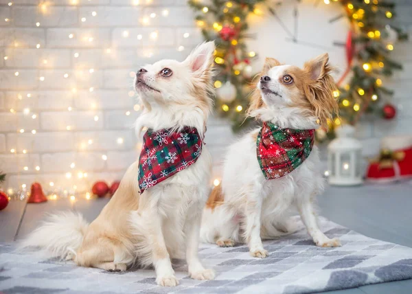 Chihuahua Natal Está Contra Fundo Uma Árvore Natal Decorada — Fotografia de Stock