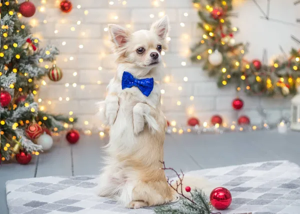 Chihuahua Natal Está Contra Fundo Uma Árvore Natal Decorada — Fotografia de Stock