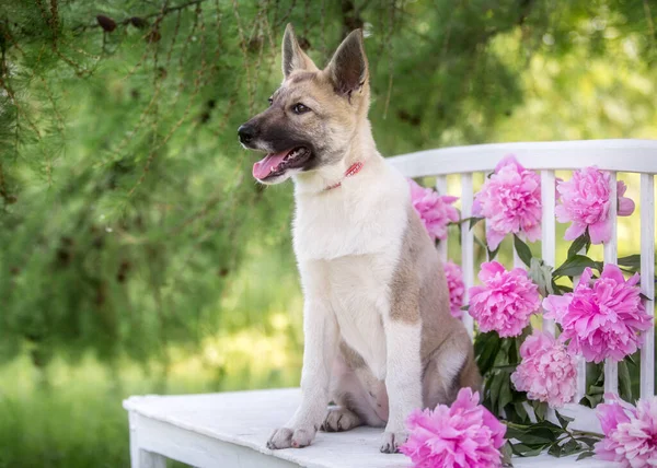 夏天的小狗 背景是粉红色的花 — 图库照片