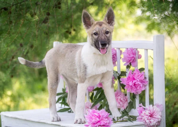 夏天的小狗 背景是粉红色的花 — 图库照片