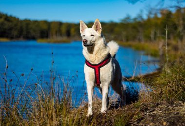 Köpek Sibirya kurdu. Ormanda, açık havada..