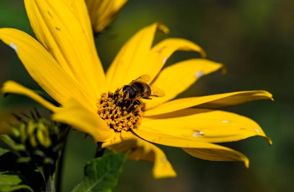 Bee Flower — Stock Photo, Image