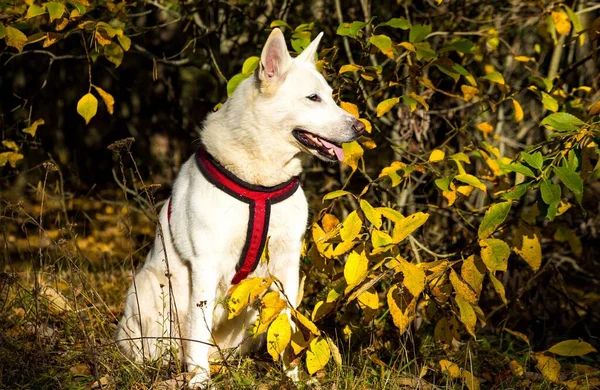 Cão Caminhando Floresta — Fotografia de Stock