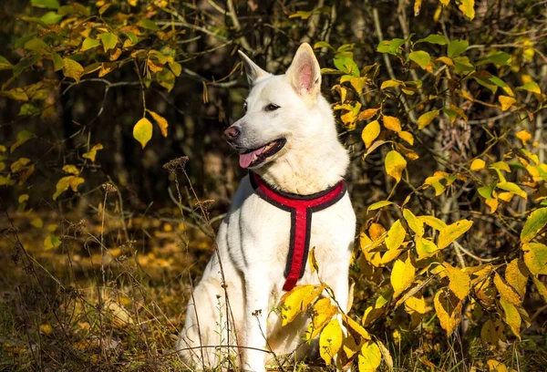 Egy Fekete Kutya Fehér Levelekkel Őszi Erdőben — Stock Fotó