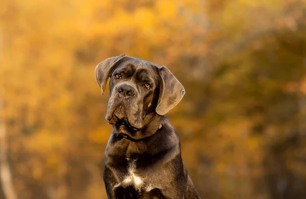 Portrait Young Beautiful Dog Autumn Nature Background — Stock Photo, Image