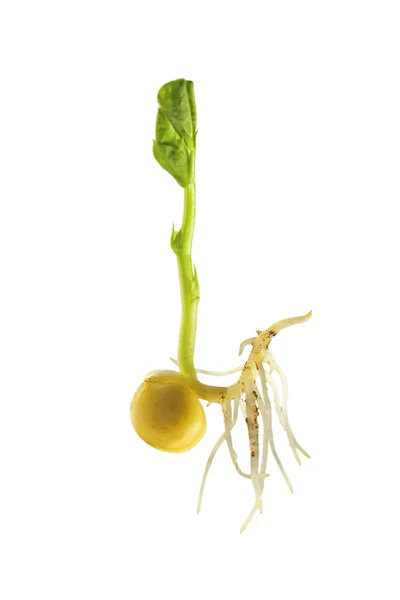 Guisantes germinantes con brotes verdes y raíz sobre un fondo blanco — Foto de Stock