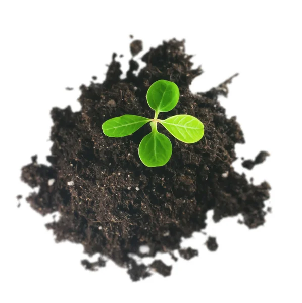 Gentle green plant in soil isolated, top view — Stock Photo, Image