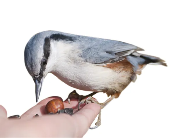 Nuthatch bird on the hand close-up on white background — Stock Photo, Image