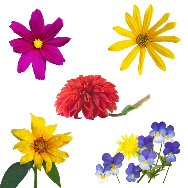 Tuinieren bloemen collage geïsoleerde Wit — Stockfoto