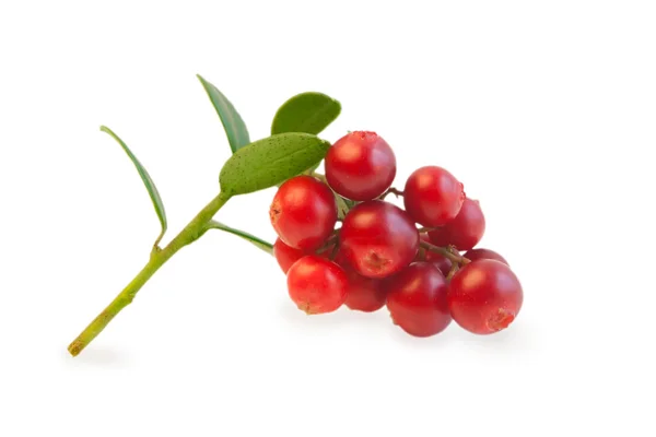 Cranberries frescas maduras isoladas sobre fundo branco — Fotografia de Stock