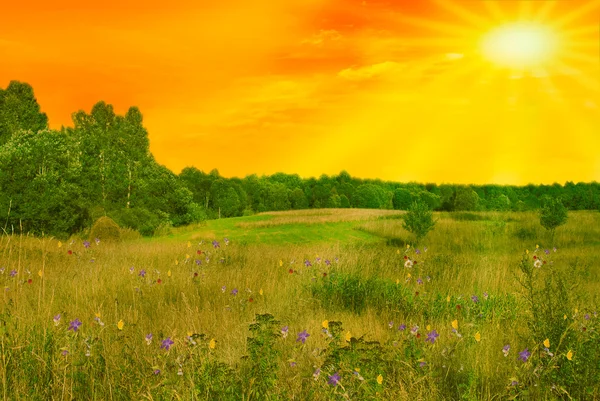 Landsbygdens gröna fält med blommor i solen — Stockfoto