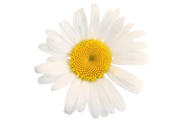 Daisy closeup em um fundo branco — Fotografia de Stock