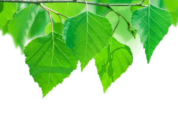 Berk tak met groene bladeren geïsoleerd op wit — Stockfoto