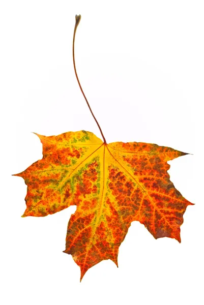 Krásný červený javorový list — Stock fotografie