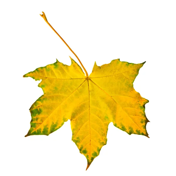 Beautiful yellow maple leaf — Stock Photo, Image