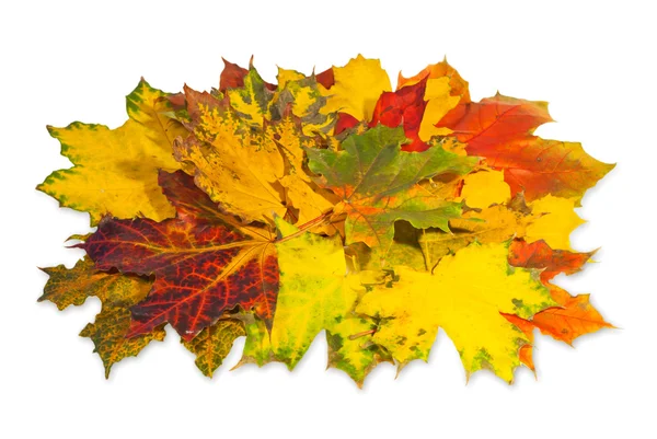 Grup de frunze colorate de toamnă — Fotografie, imagine de stoc