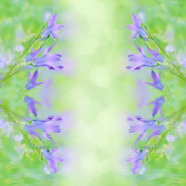 Beau fond d'été avec bouquet campanula . — Photo