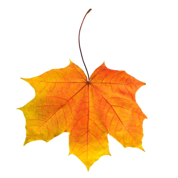 Jasny jesień liść klonu Obrazek Stockowy