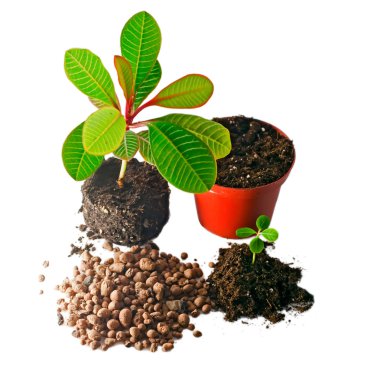 House Plant potted plant isolated on white clipart