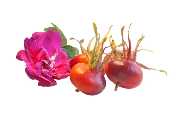 Ripe berries of wild rose hips and flowers with leaves, isolated — Stock Photo, Image